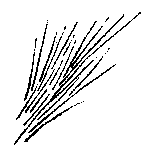 pol1a